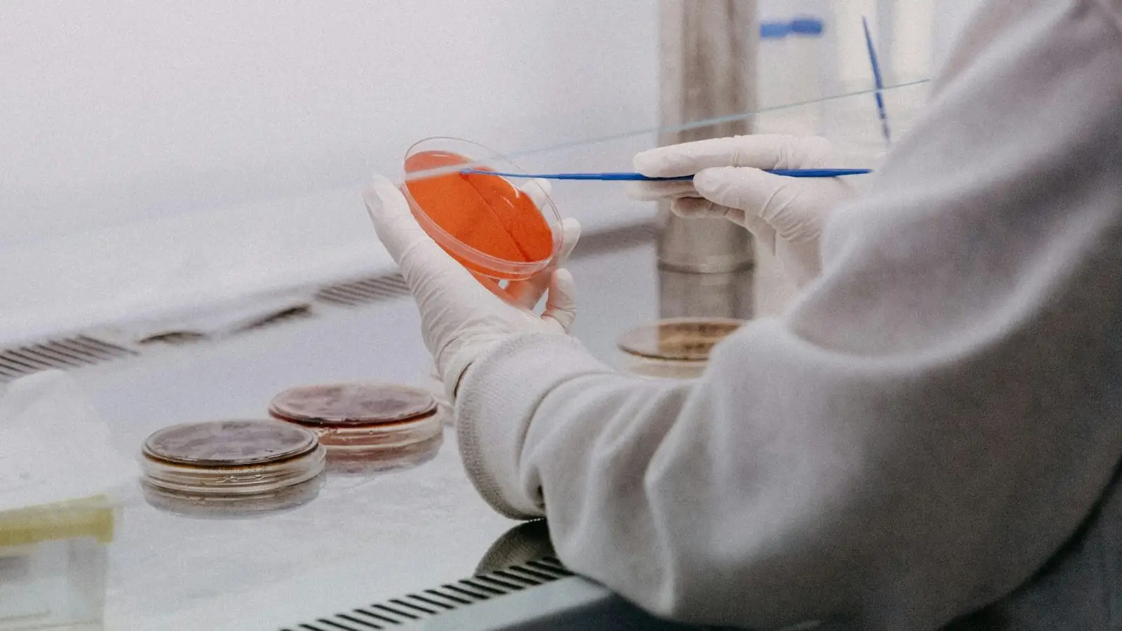 Gloved hands working with a laboratory culture dish